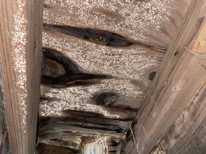Interpreting Mold Test Results