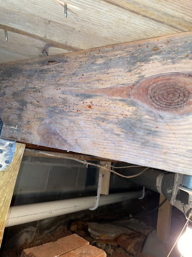 DIY vs. Professional Mold Remediation