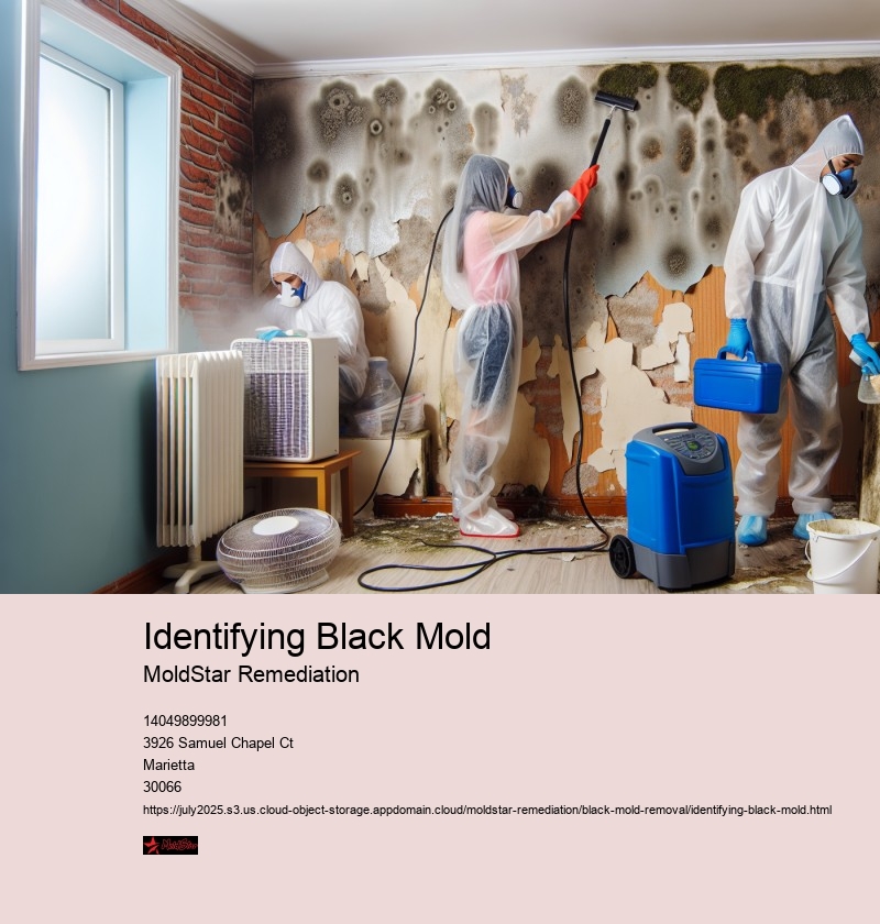 DIY Black Mold Removal: Safe Practices and Precautions