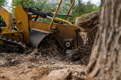 Costs Associated with Emergency Tree Removal