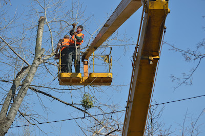Emergency Tree Services