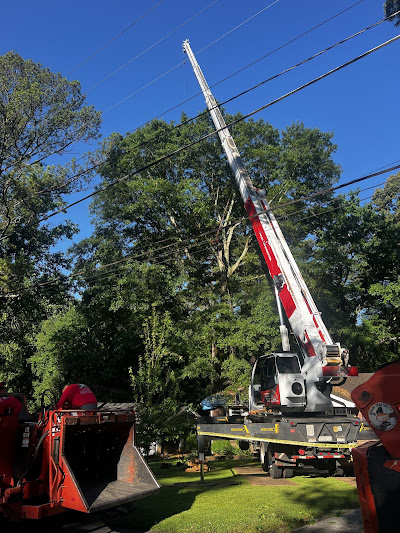 Choosing the Right Tree Service for Removal