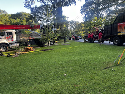 Ongoing Tree Care and Maintenance (Watering, Fertilizing, Pruning)